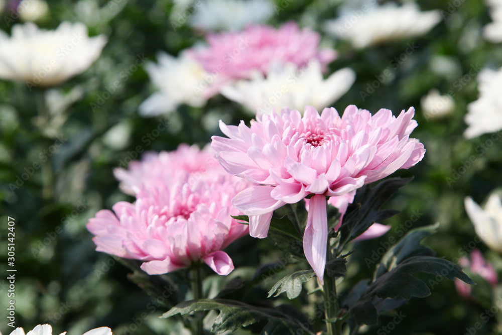 Obraz premium Beautiful blooming Pink chrysanthemum flower in garden