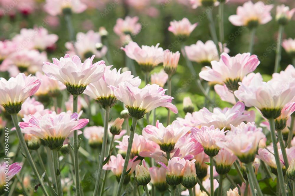 Beautiful blooming Pink chrysanthemum flower in garden Beautiful blooming Pink chrysanthemum flower in garden