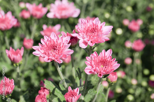 Beautiful blooming Pink chrysanthemum flower in garden