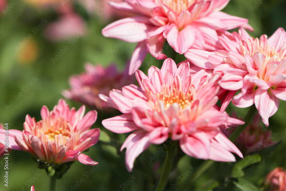 Beautiful blooming Pink chrysanthemum flower in garden