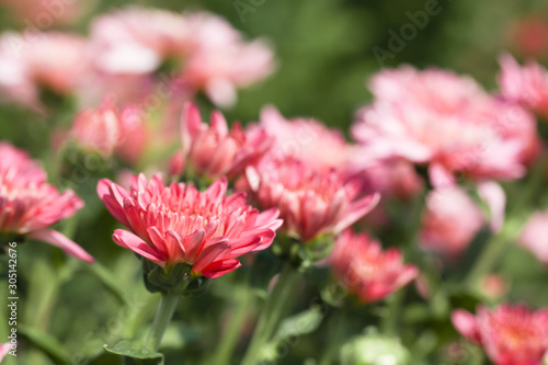 Beautiful blooming Pink chrysanthemum flower in garden