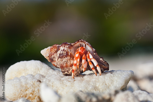 Tablou Canvas Hermit Crab