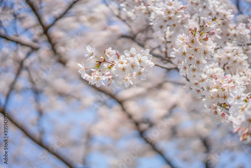 close up marco full bloom cherry blossom beauiful Sakura tree at japan cherry blossom  forecast pink asian flower perfact season to travel and enjoy japanese culture idea long weekend holiday relax photo