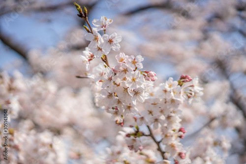 close up marco full bloom cherry blossom beauiful Sakura tree at japan cherry blossom  forecast pink asian flower perfact season to travel and enjoy japanese culture idea long weekend holiday relax photo