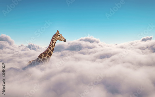 Giraffe above clouds. This is 3d render illustration photo