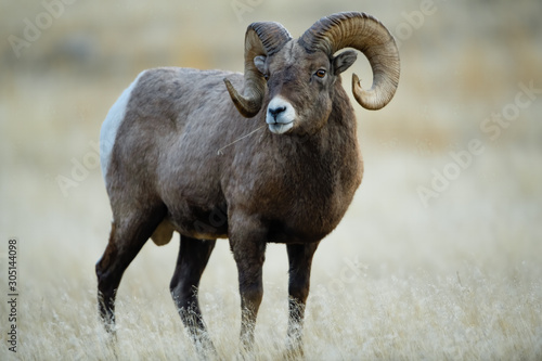 Rocky Mountain Bighorn Sheep