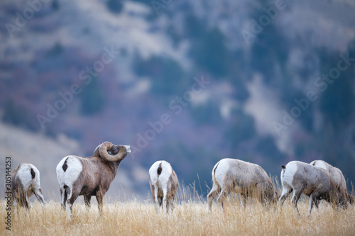 Bighorn Sheep in Montana