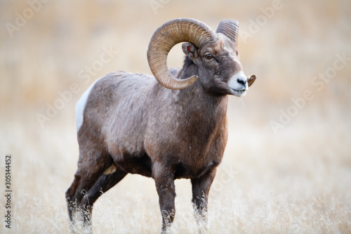 Bighorn Sheep in Montana