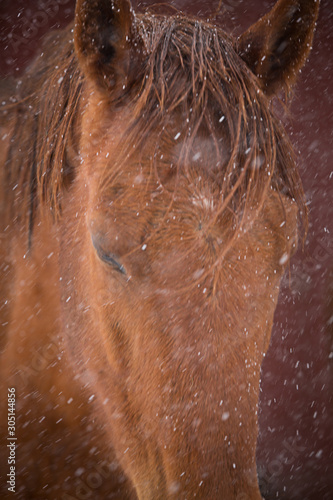 Winter Horse