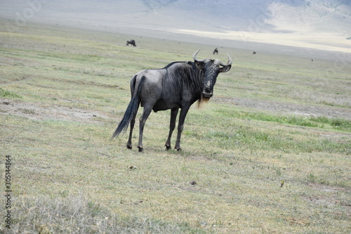 Wildebeest