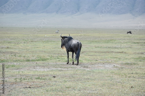 Wildebeest
