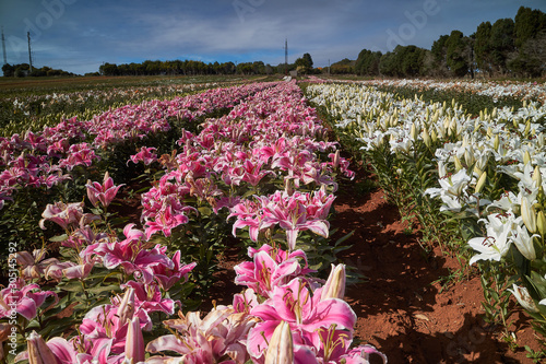 Flower growing in Flowerdale, Tasmania, Australia photo