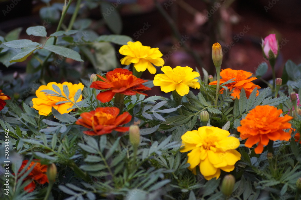orange flowers in the garden orange flowers in the garden