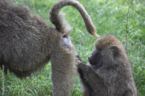 Baboon Butt