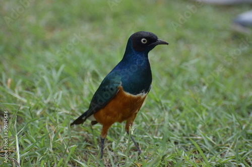 African Blue Bird