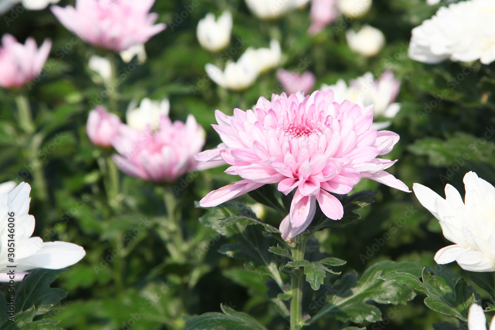White and pink chrysanthemum flower in garden White and pink chrysanthemum flower in garden
