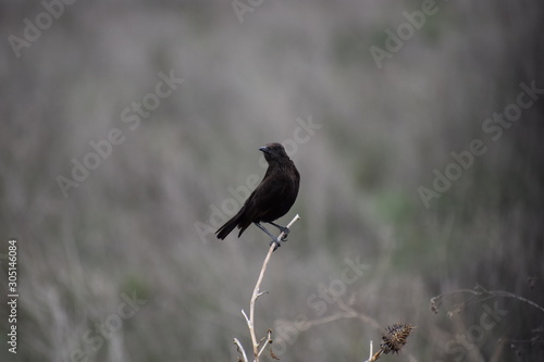 Black Bird