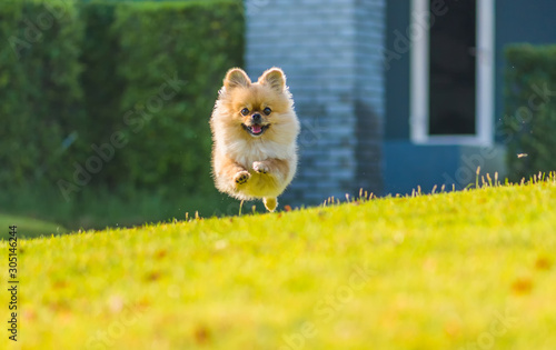 Quadro su tela Cute puppies Pomeranian Mixed breed Pekingese dog run on the grass with happines