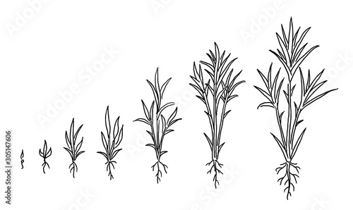 Sugar cane. Animation of the development of the plant growth stage. Hand drawn vector black line outline.