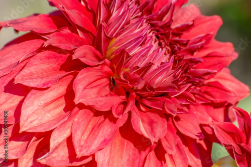 Close-up of the red Indian dahlia