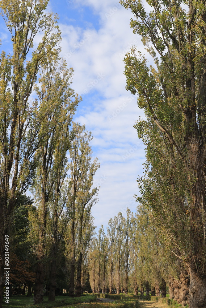 Obraz premium Avenue of poplars in autumn, Tokyo, Japan