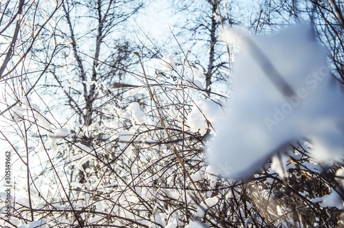 tree in snow © Игорь Агафонов
