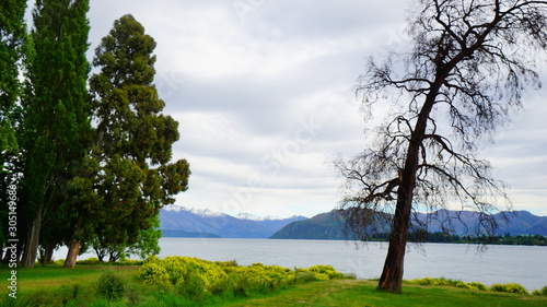 Beautiful view in a spring time in Wanaka Lake, New Zealand