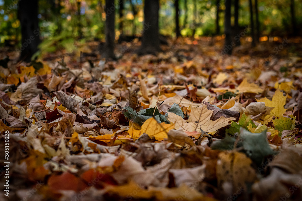 autumn leaves in the park autumn leaves in the park