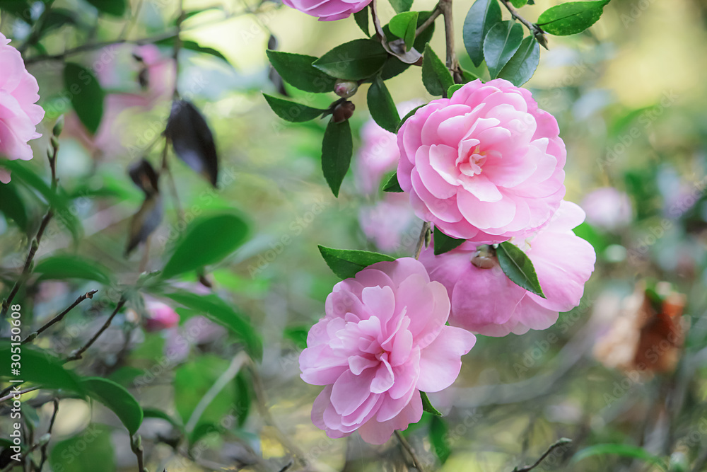 ピンクの山茶花 ピンクの山茶花