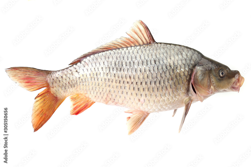 Carp fish on a white background Carp fish on a white background