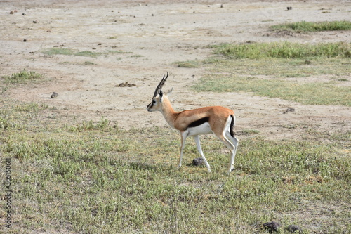 African Gazelle