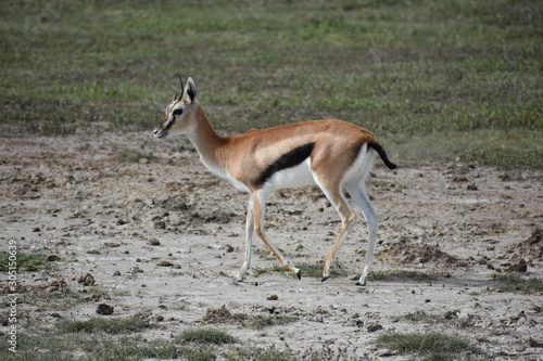 African Gazelle © Jack