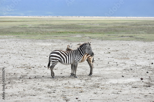 Zebra Formation