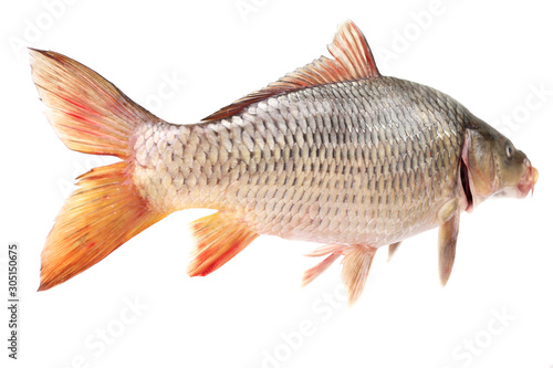 Carp fish on a white background