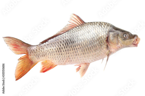 Carp fish on a white background