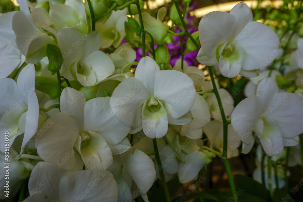 Obraz premium White miltonopsis orchids in the garden