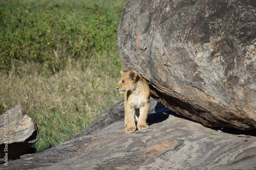 Baby Lion