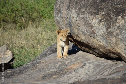 Baby Lion