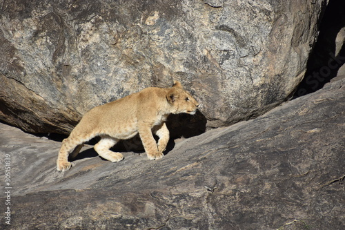Baby Lion