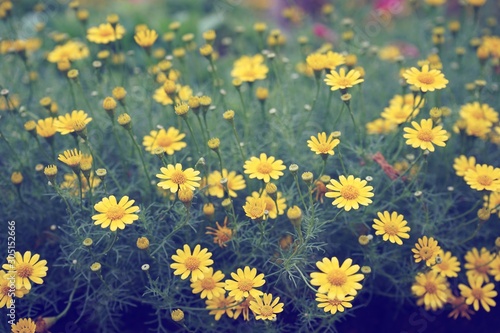 Wildflower yellow daisy planting texture background  backdrop concept
