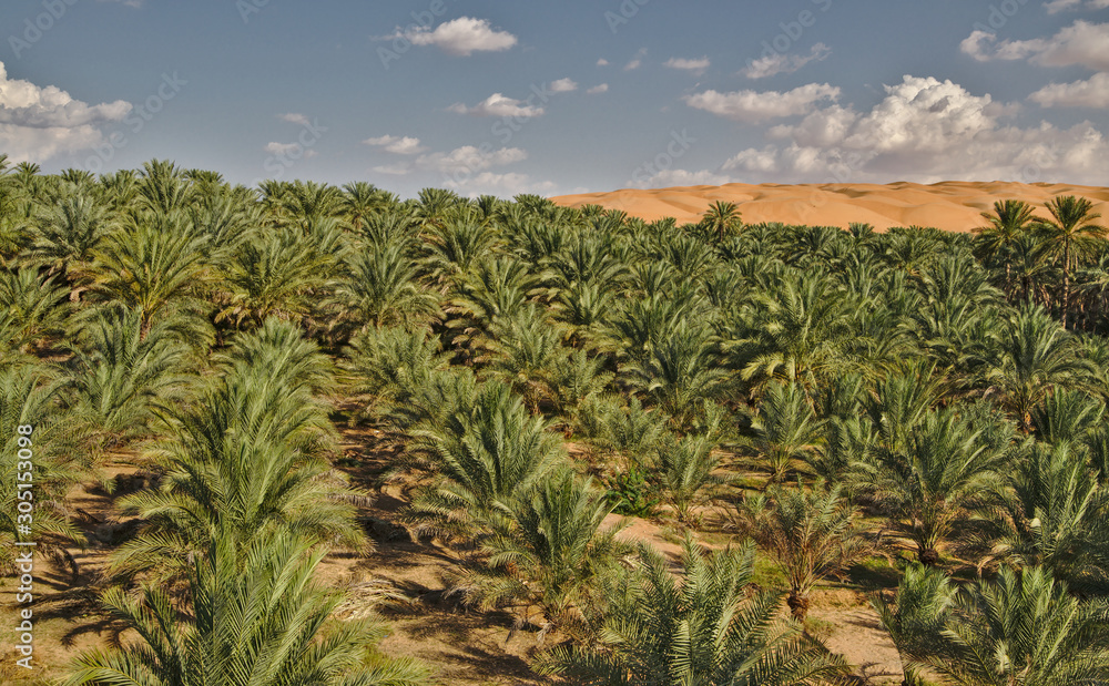 Scenic landscape of Wahiba Sands desert in Oman Scenic landscape of Wahiba Sands desert in Oman