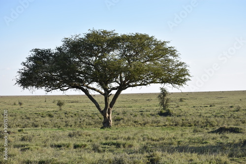 Serengeti Tree