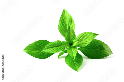 Green leaves isolated on white background. basil leaves can used for herb content.