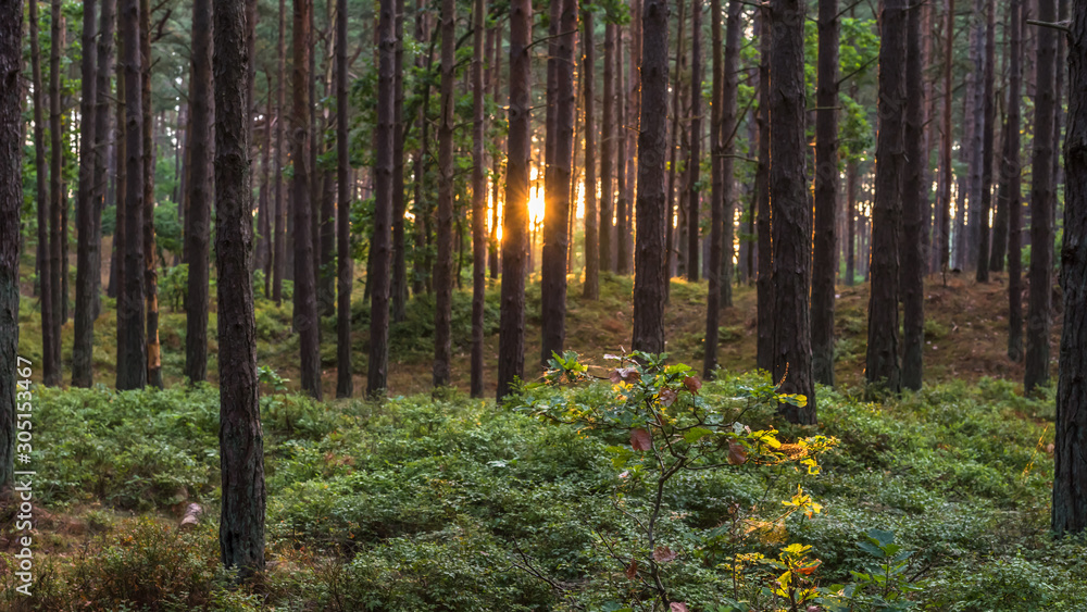 Stems of a coniferous forest on a sunny morning Stems of a coniferous forest on a sunny morning
