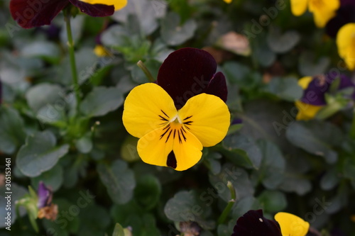 Yellow Flower