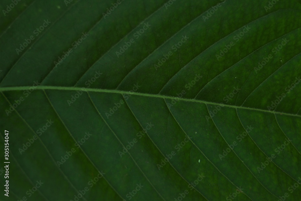 Minimalistic green leaf with stripes. Minimalistic green leaf with stripes.
