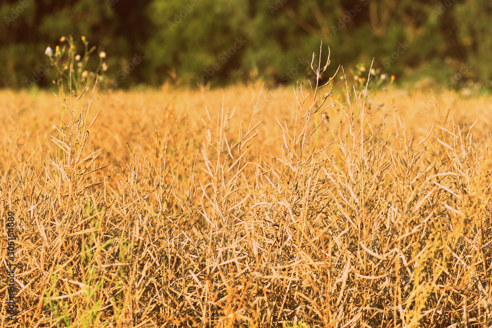 Fototapeta premium Dry grass close-up on a sunlit meadow on a summer day. Retro style toned