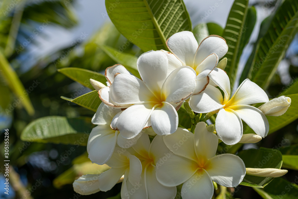 Plumeria white and yellow flowers in the garden Plumeria white and yellow flowers in the garden
