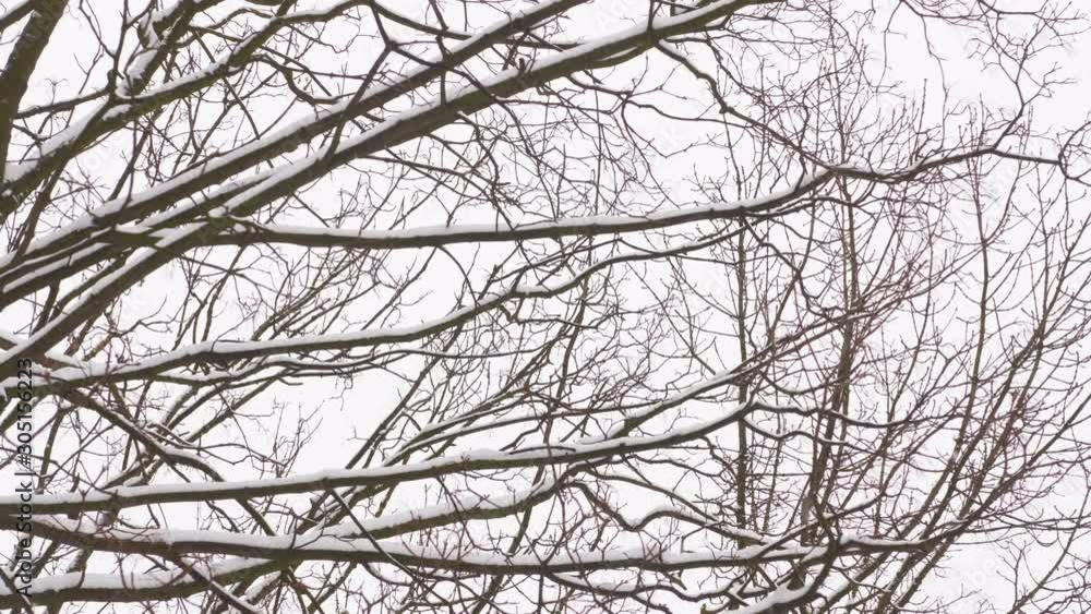 Slow motion snow on tree in winter park. Snowfall on branch. Close-up shot filmed in 4k UHD Slow motion snow on tree in winter park. Snowfall on branch. Close-up shot filmed in 4k UHD