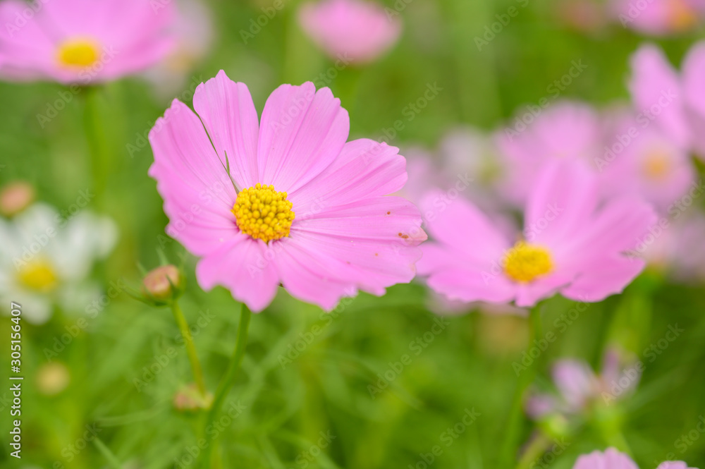 Cosmos flower, floral natural background Cosmos flower, floral natural background
